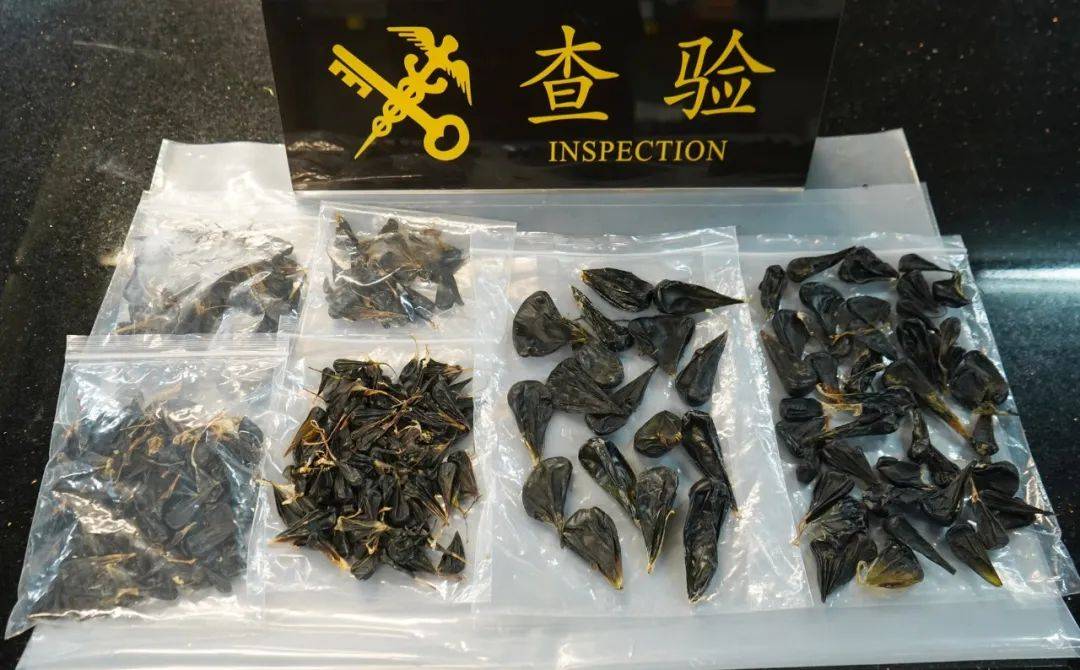 经进一步查验,从凌某随身携带的布袋内查获大量干燥处理的黑褐色动物