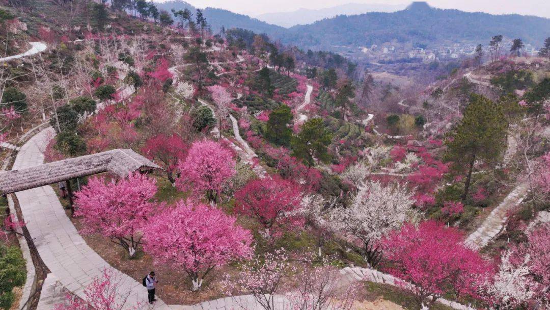 图/花乡茶谷景区春游花乡茶谷,一整座桃花山即将上线,漫山遍野红艳艳