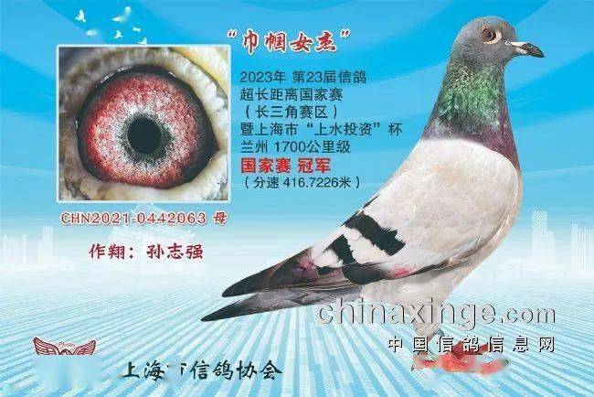 鸽讯空距超2300公里上海超远程六月司放甘肃玉门