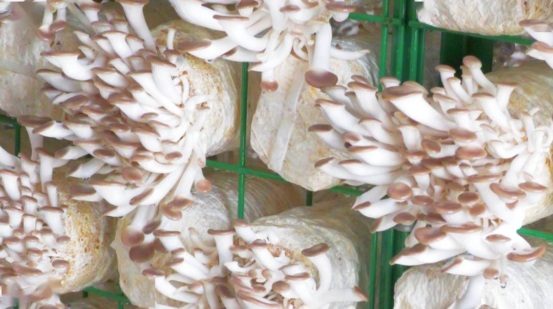 发展_香菇_菌棒