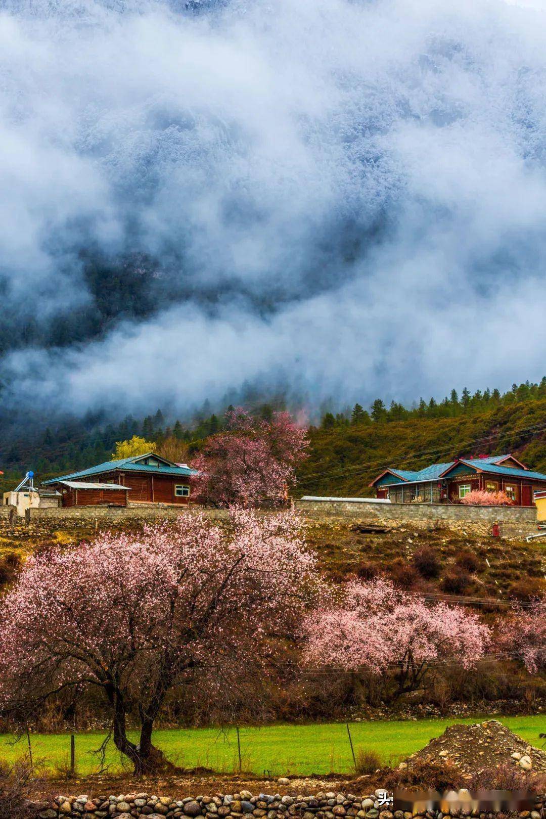 林芝最佳旅游季节图片