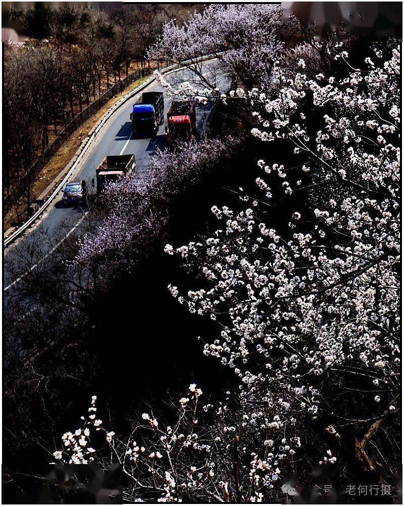 图集景深控制虚实拍花事半功倍
