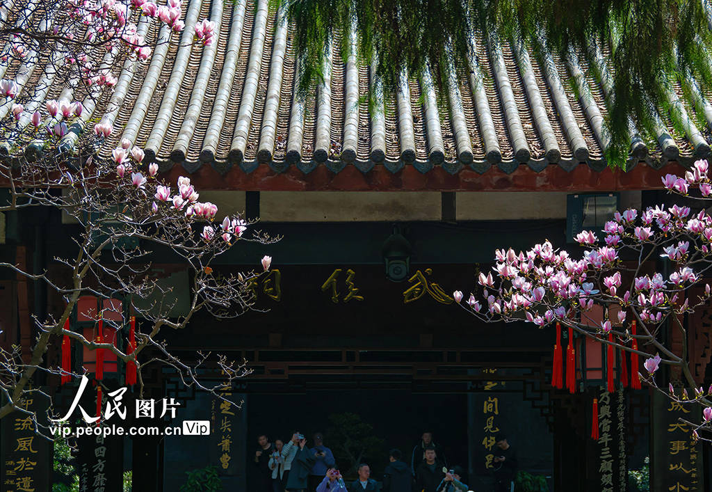 四川成都武侯祠玉兰花盛开