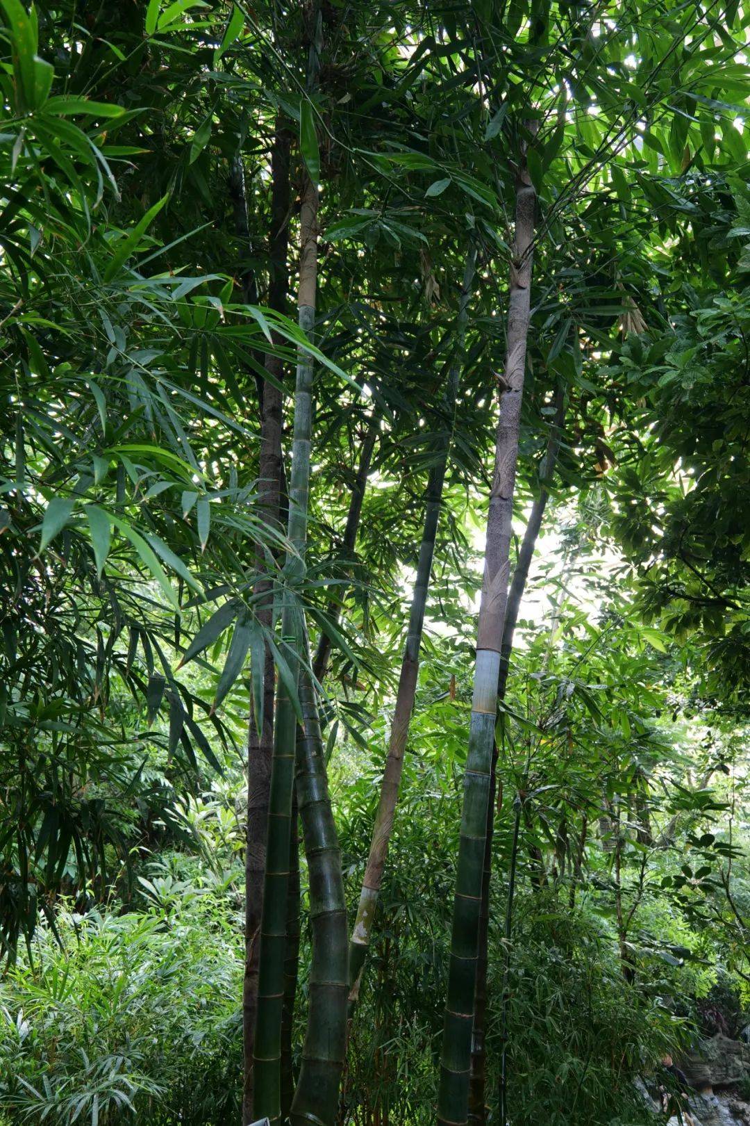 植树节