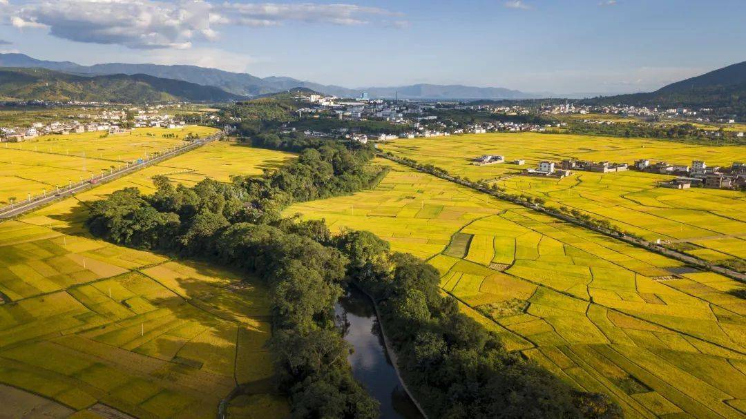 云南这些稀罕树老实稀奇呢