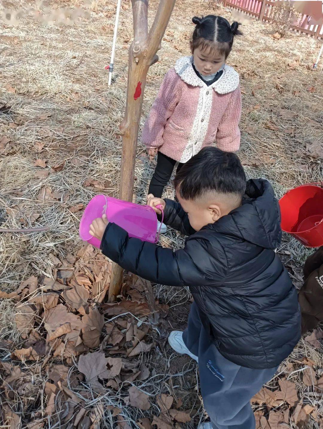 小孩植树照片图片