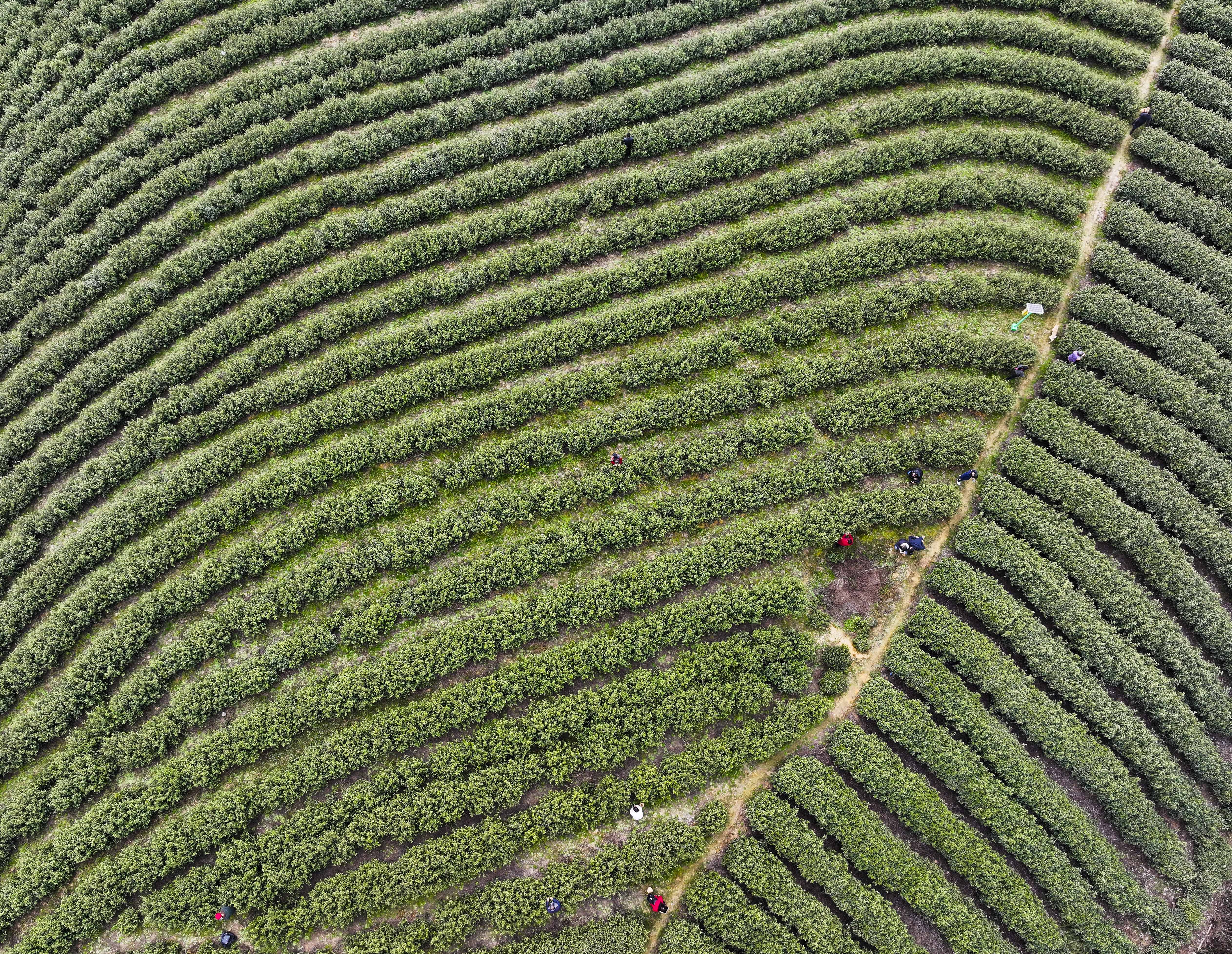 春茶歌手照片图片