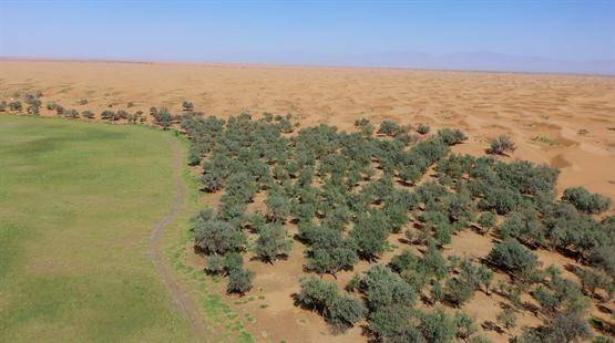 热泵领军者中广欧特斯,把树种进腾格里沙漠!