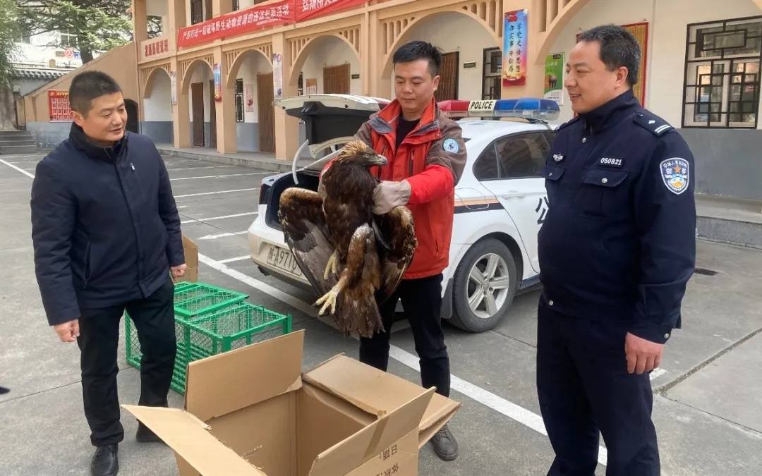国家一级保护动物金雕获救_周至县_飞行_大鸟
