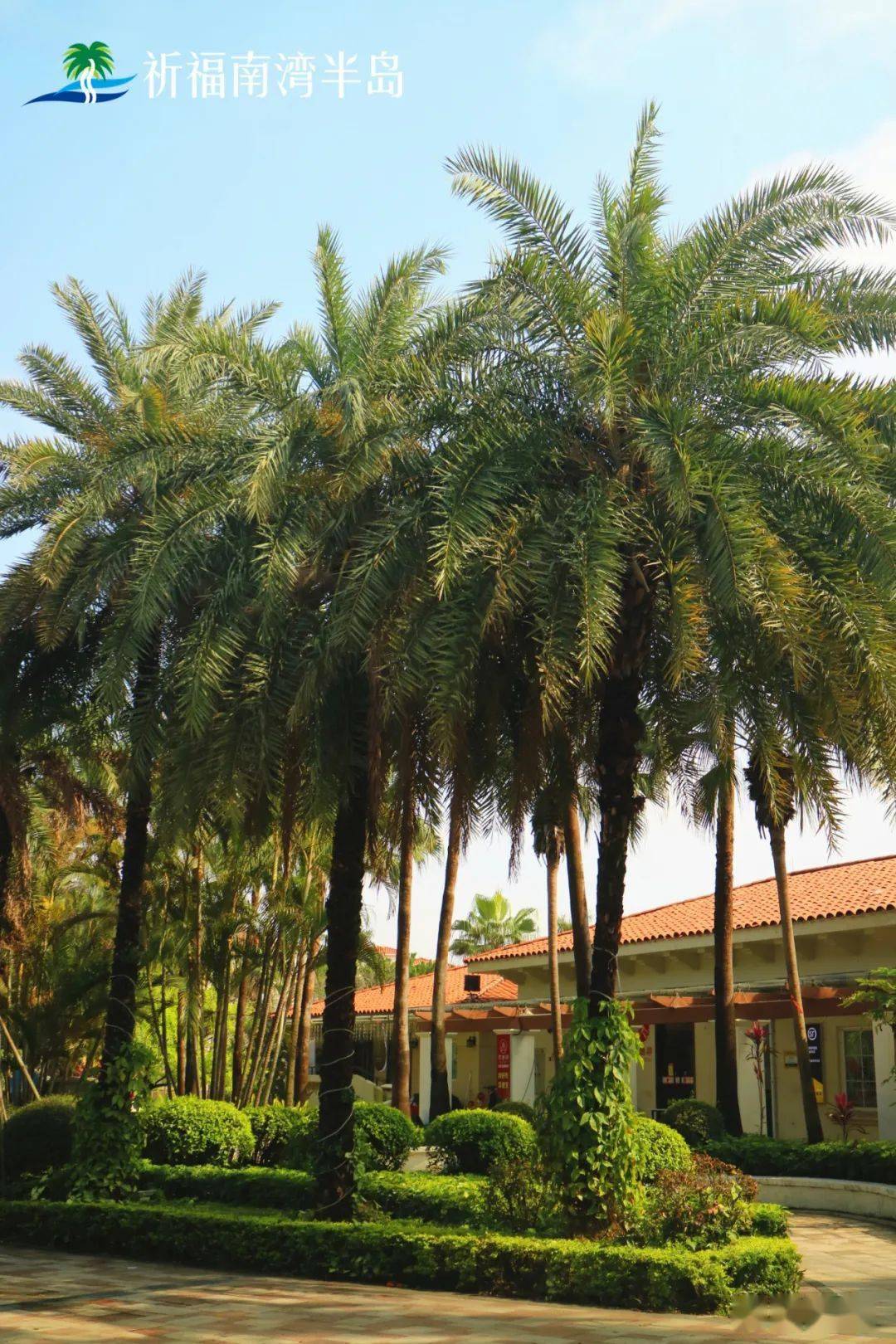 棕榈科,霸王棕属常绿乔木,霸王棕高大壮观,生长迅速,叶片巨大,呈蓝