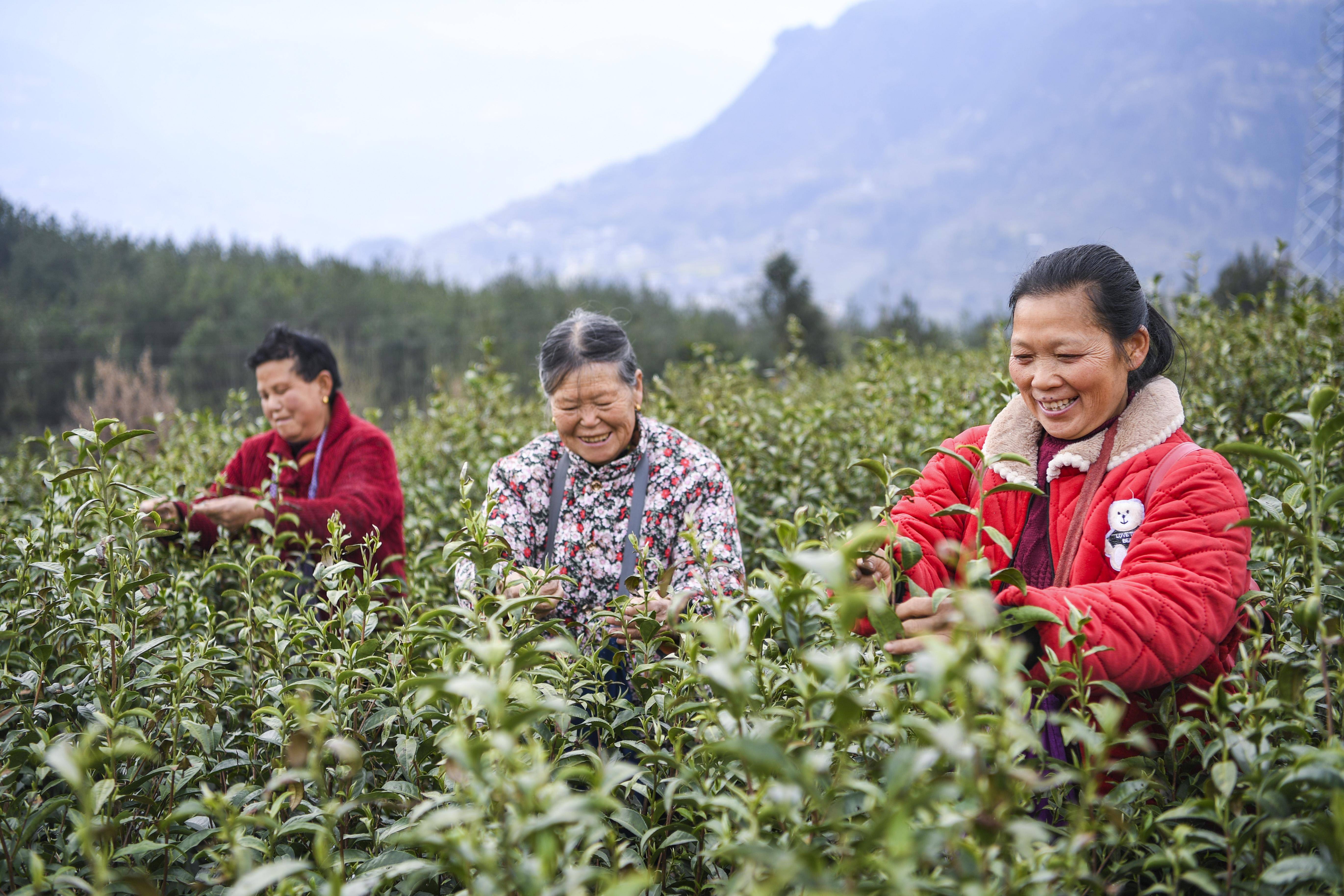 重庆奉节:春茶采摘正当时