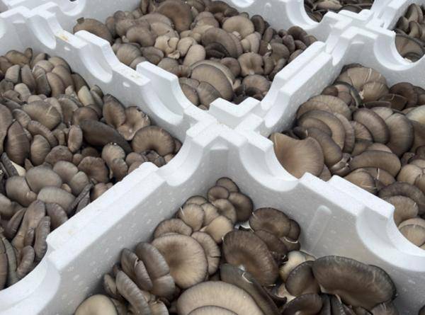 湘阴县农业农村局:田间冰箱 锁鲜增产富村民_农产品_种植_保鲜