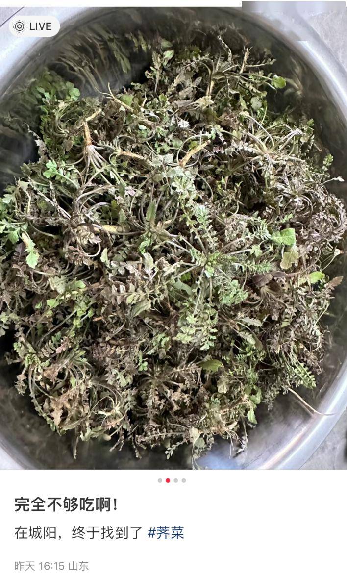 挖野菜的注意啦!这些注意事项要牢记!_食用_有毒_植物