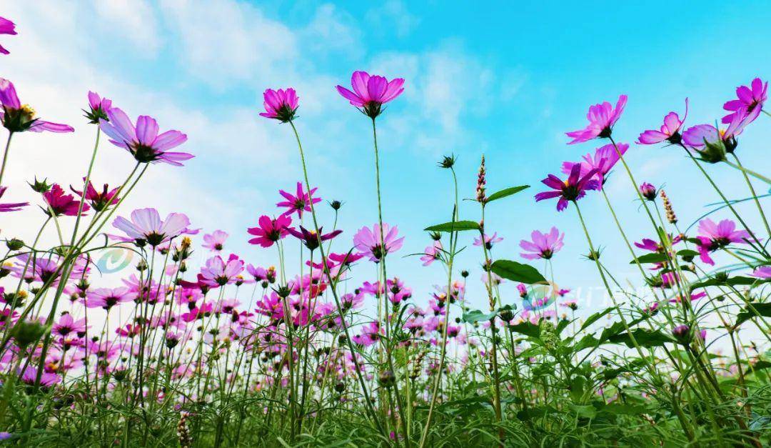 珠海格桑花海图片