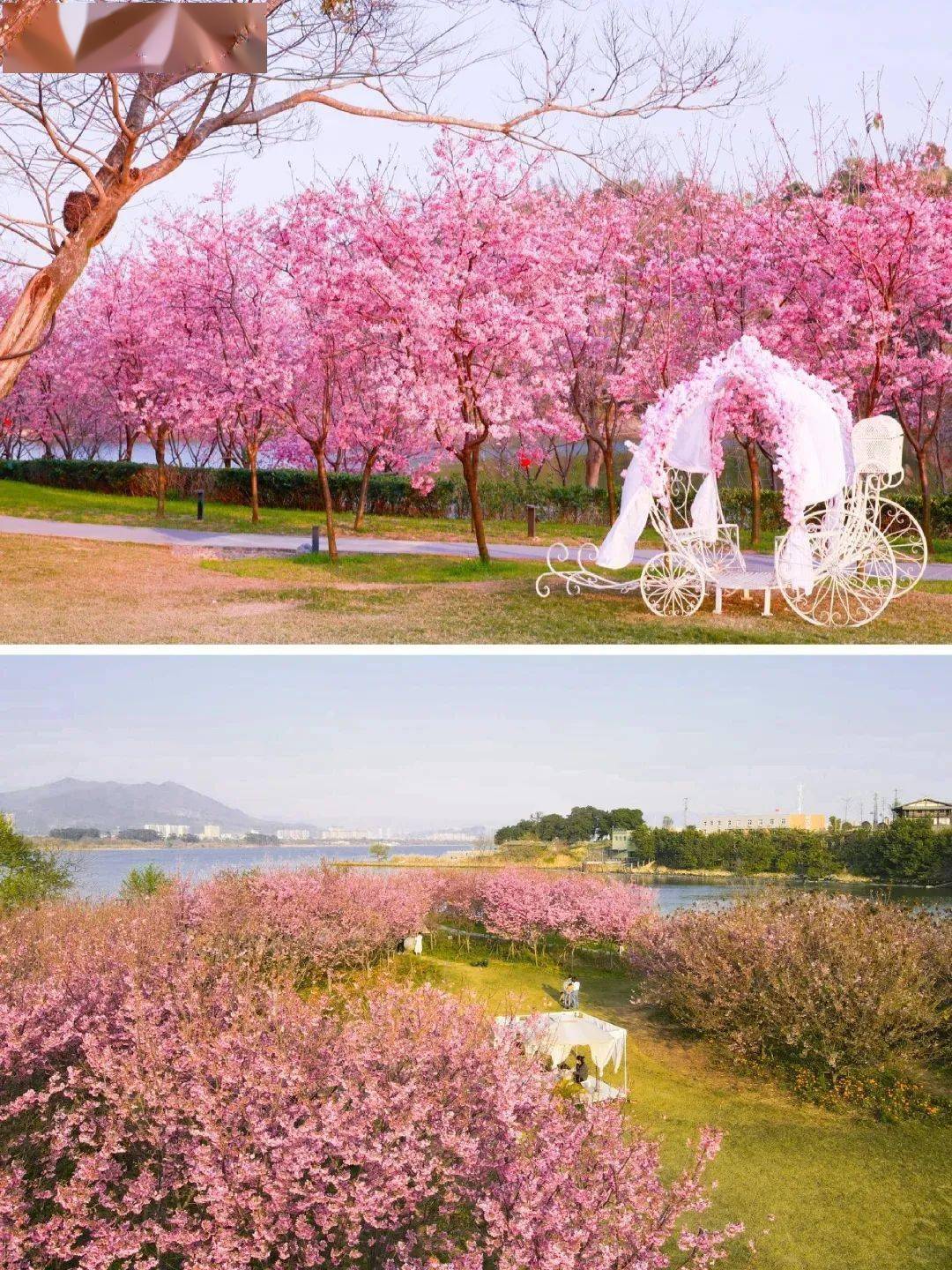 除此青绿,也爱粉樱_樱花_福州_茶亭公园