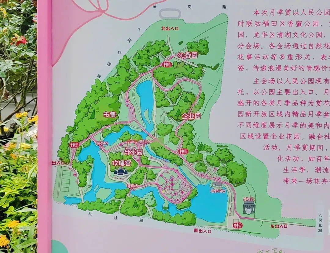 消息灵通的深圳人都去了这里_月季花_人民公园_西门