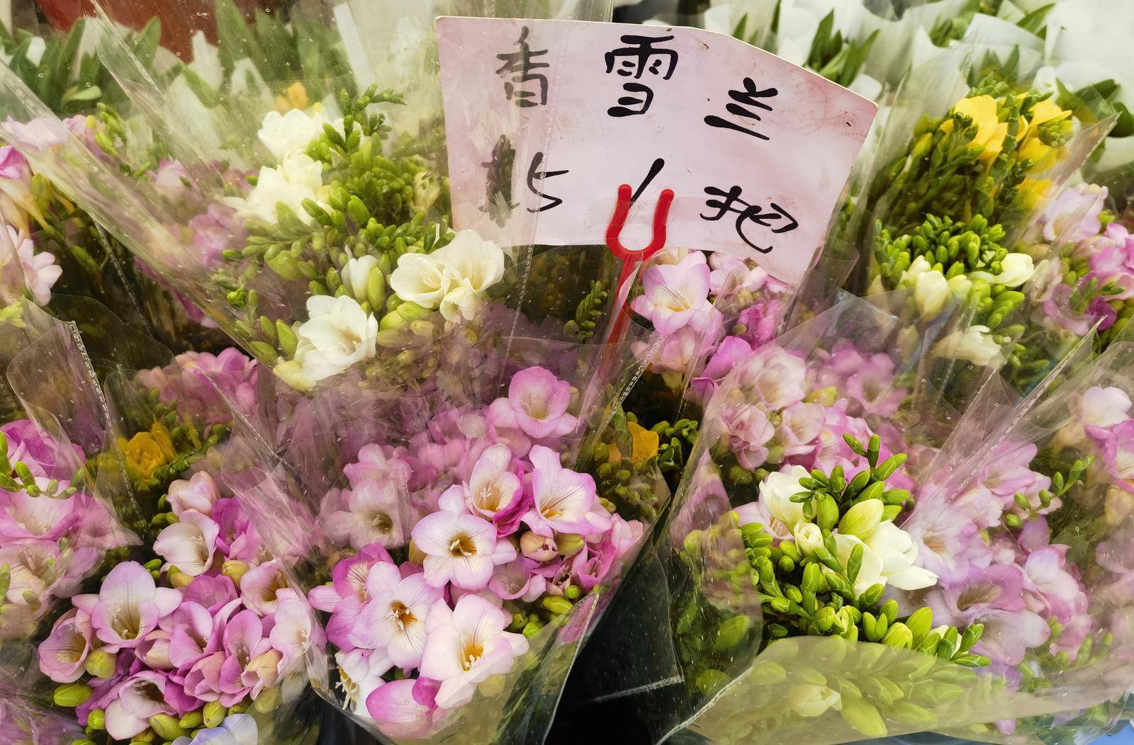 解锁春日多巴胺南京时令鲜花上新热销