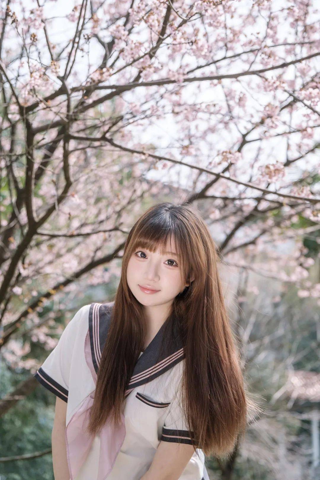 武大,江滩樱花已开!(附预约方式)_叶恒_武汉市_彭珂