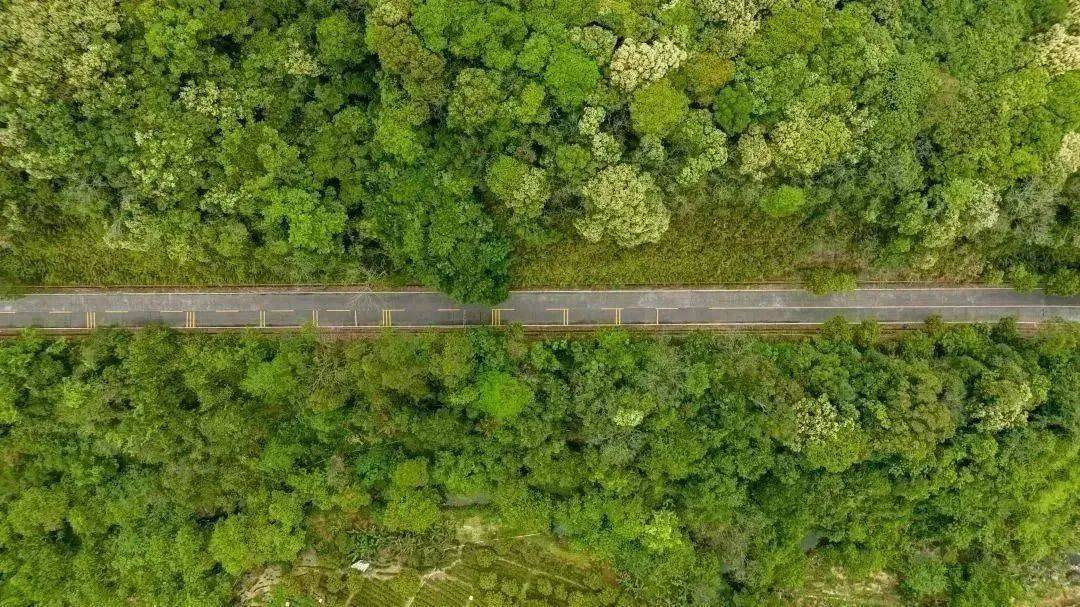 来博罗赴春约