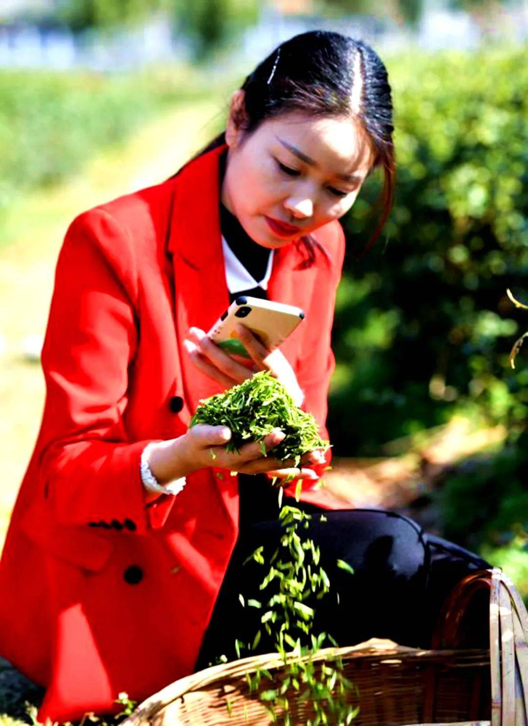王秀梅茶姑娘变身产业全能手