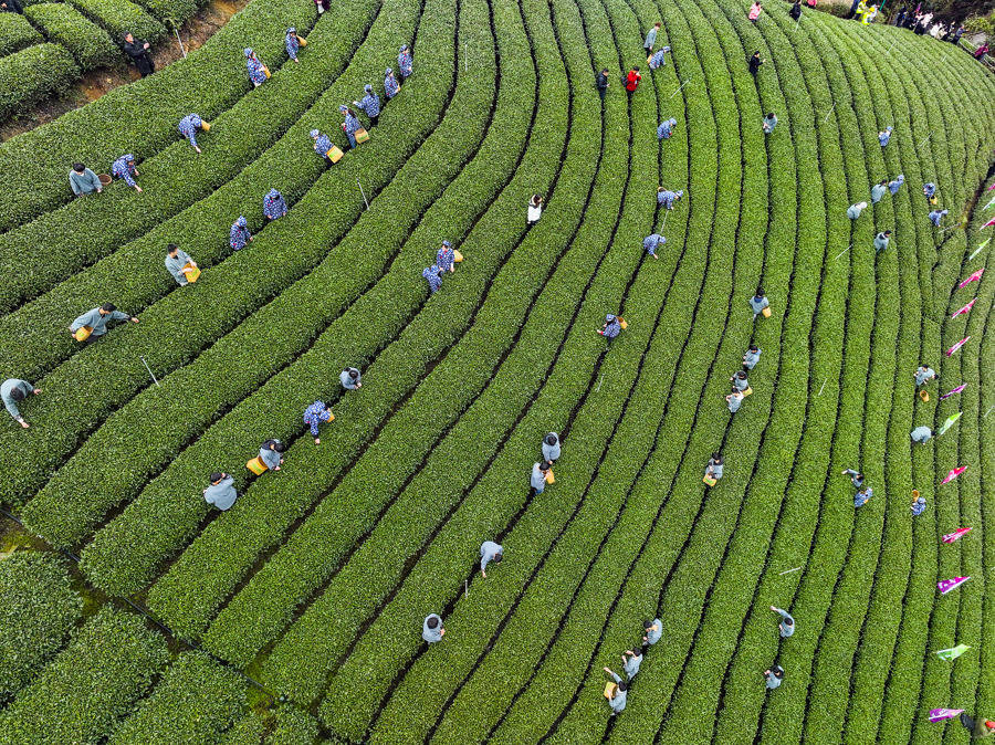 美间近年规模最大的文物交流展下月登场ai采茶机器人现身西湖龙井茶园
