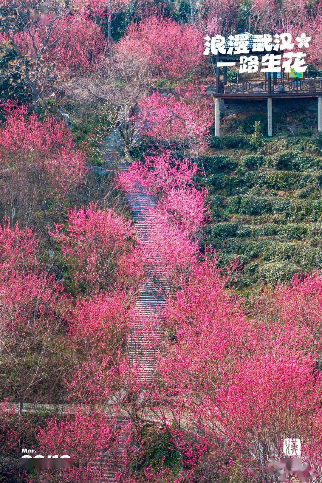 武汉有一山谷,现在开满鲜花