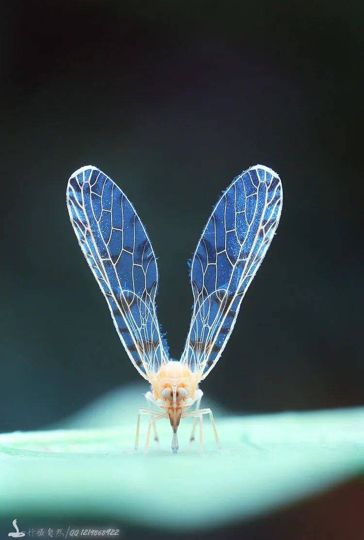 长袖蜡蝉04食宿安排本次活动住宿地点为广西壮族自治区崇左市龙州县