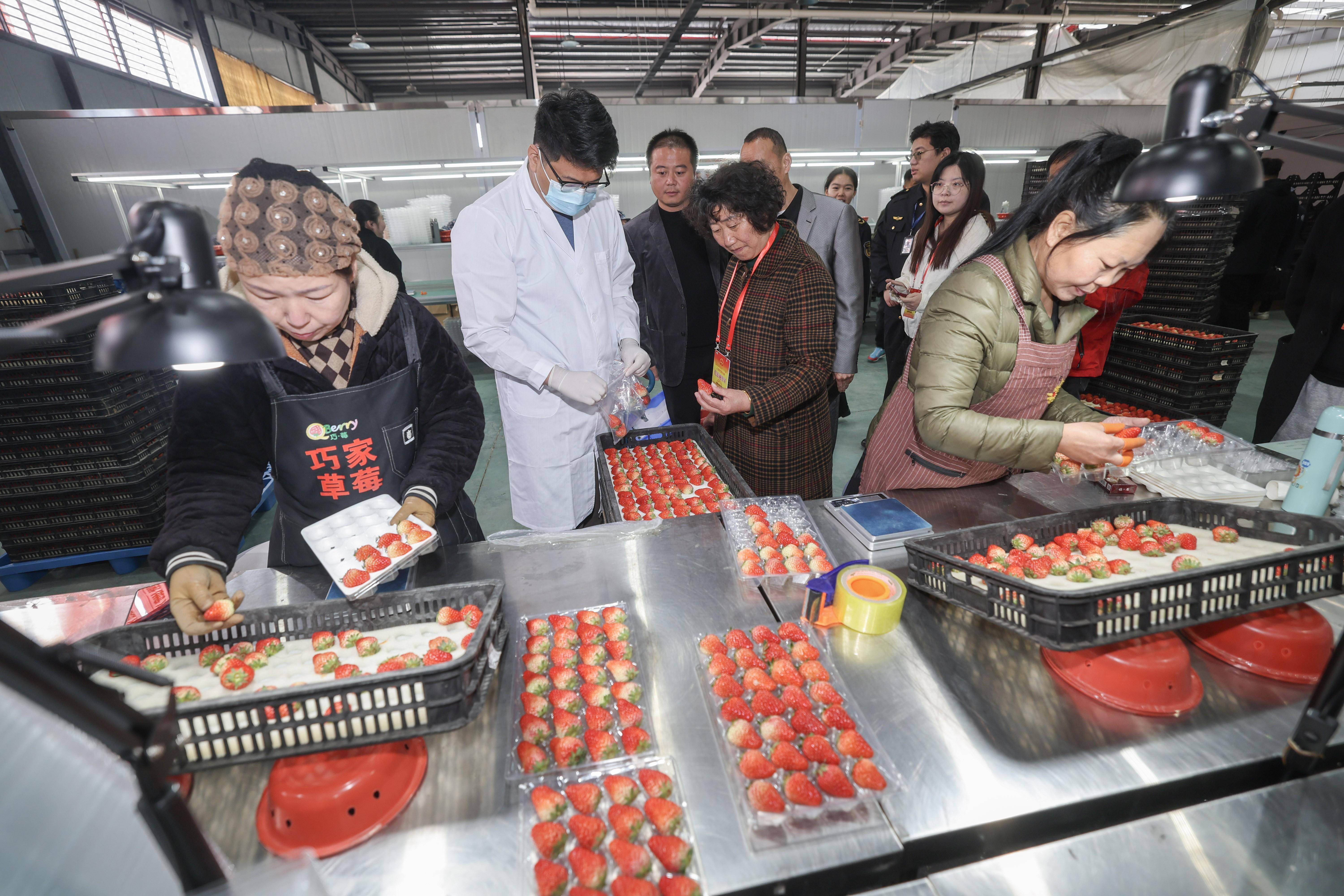 草莓之乡开展"草莓放心购"食品质量安全检查活动_杨村_市场_检测