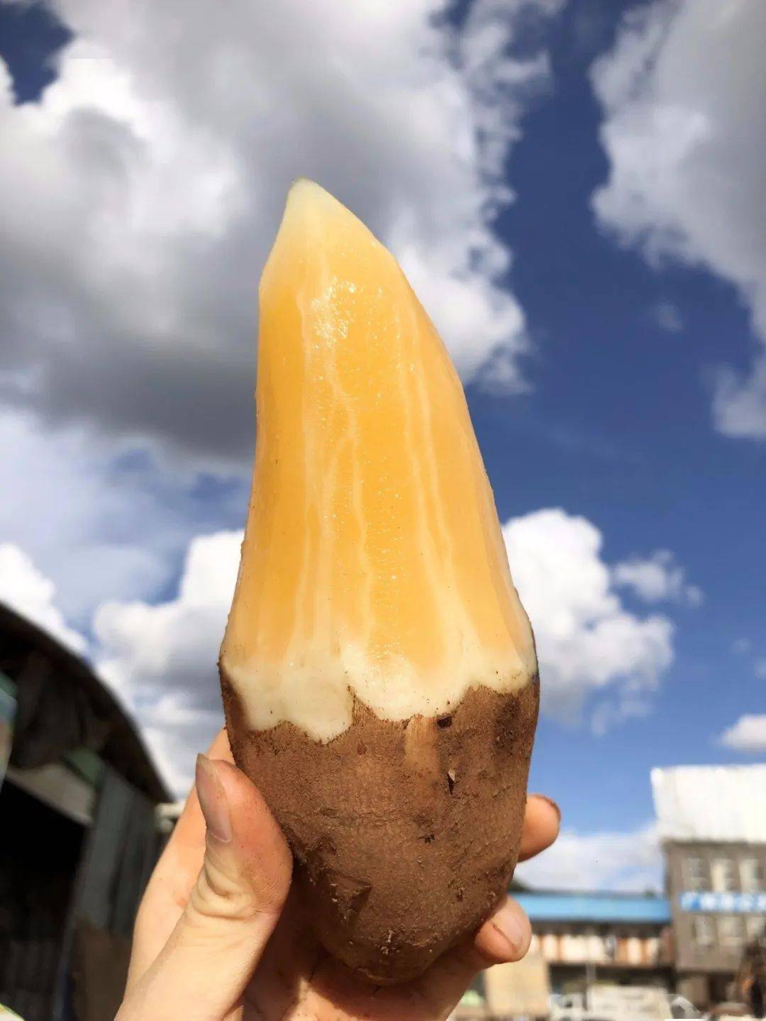 普者黑云水雪莲果形似甘薯如雪梨般清甜水嫩甜脆爆汁清爽解腻