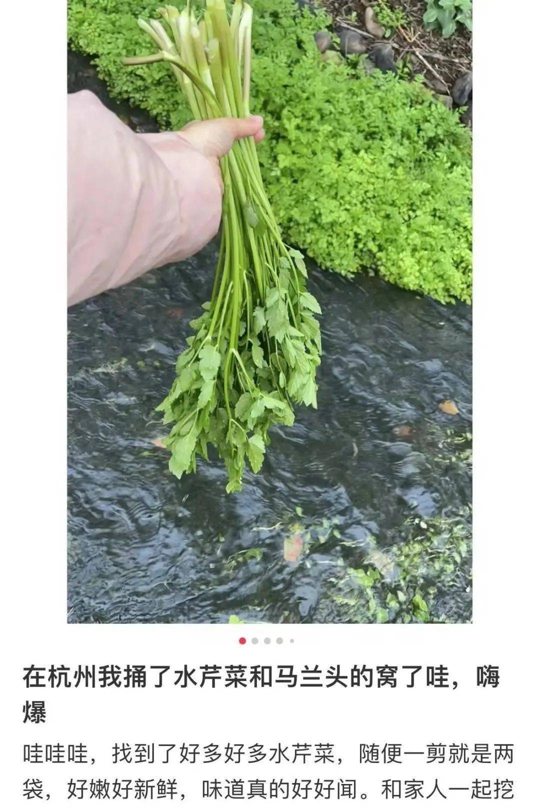 香椿_野菜_市民