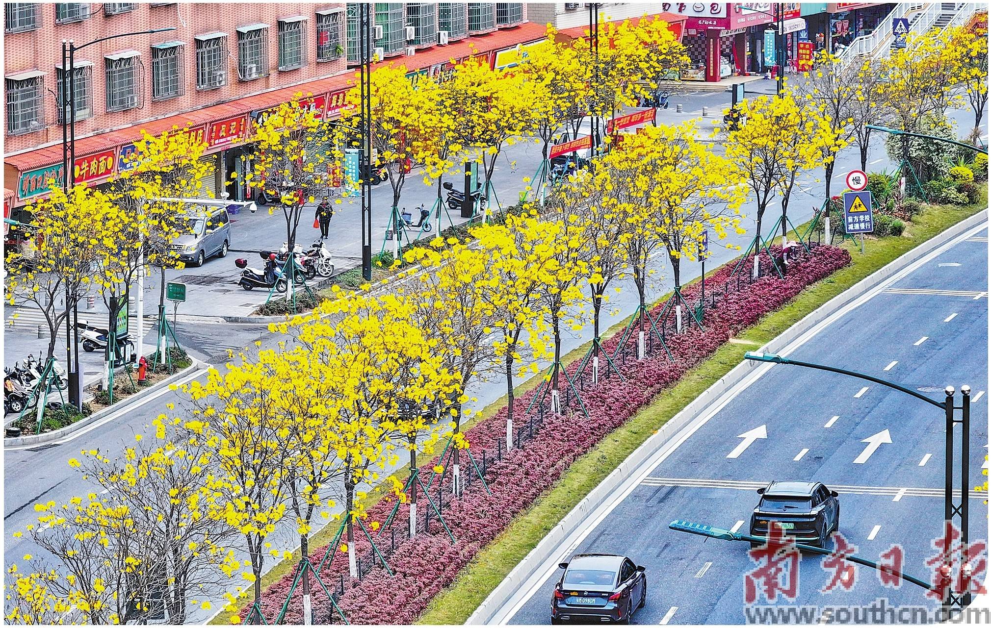 追青逐绿前行 厚植发展底色_绿化_梅江_江南街道