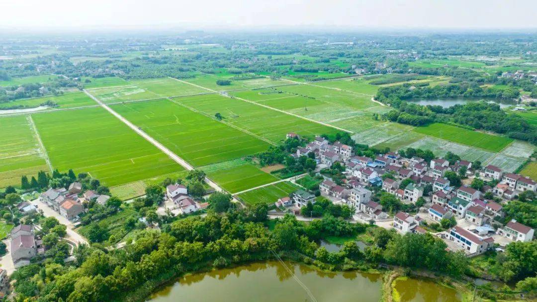省级高标准农田建设项目,宜兴 1!_农业_西渚镇_发展