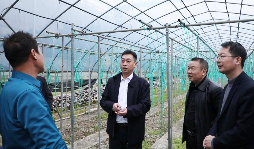 3月13日,县委副书记,县长黄永英到大坪塘镇调研早稻生产,粮食安全