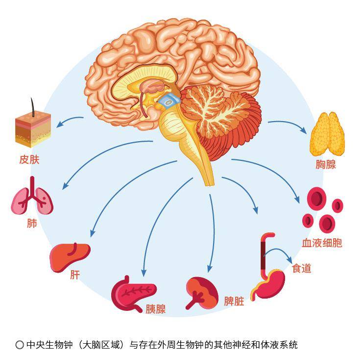 人体生物钟表图片