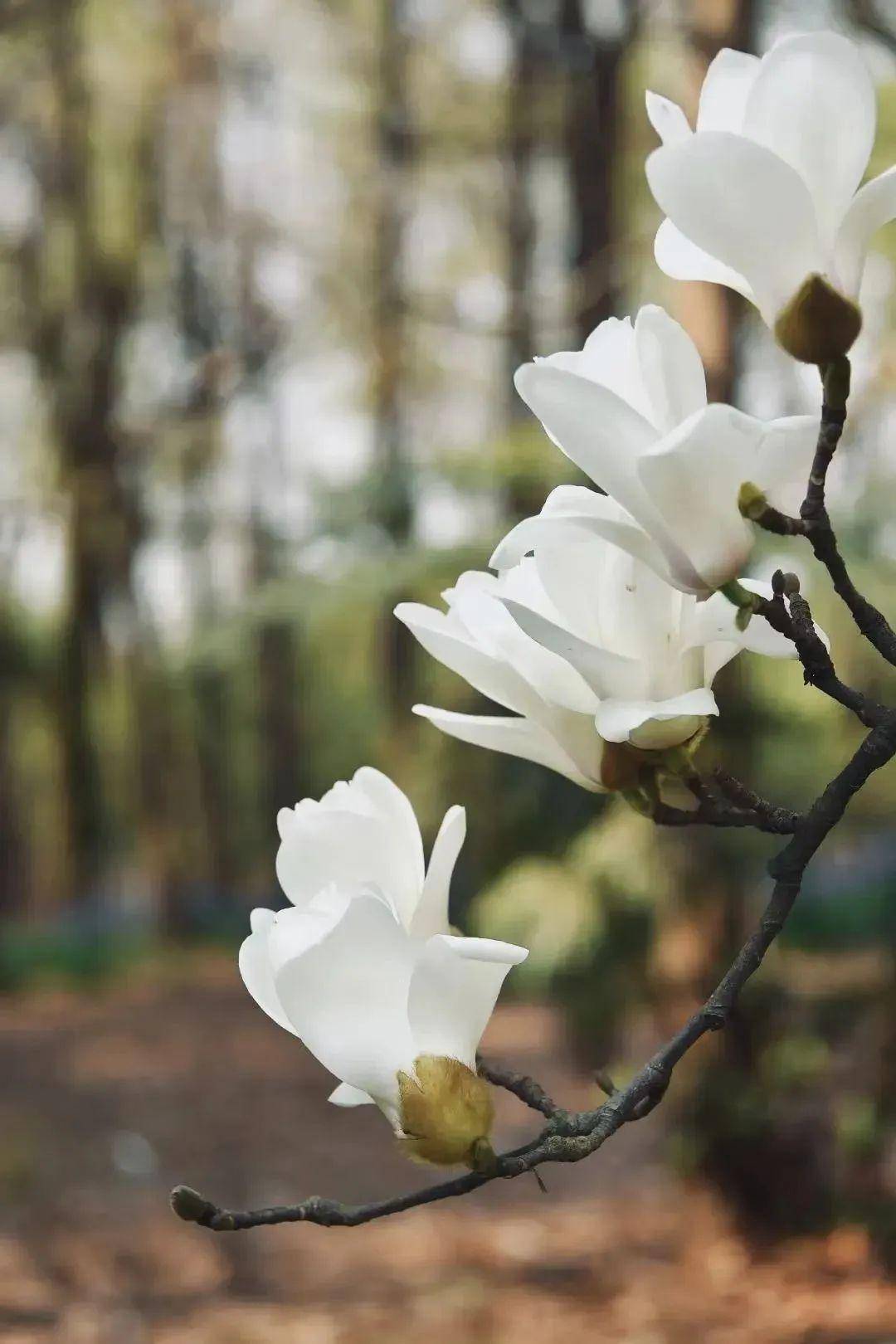 尤其是象征着创新开拓,奋发向上精神的上海市市花白玉兰已初绽枝头.