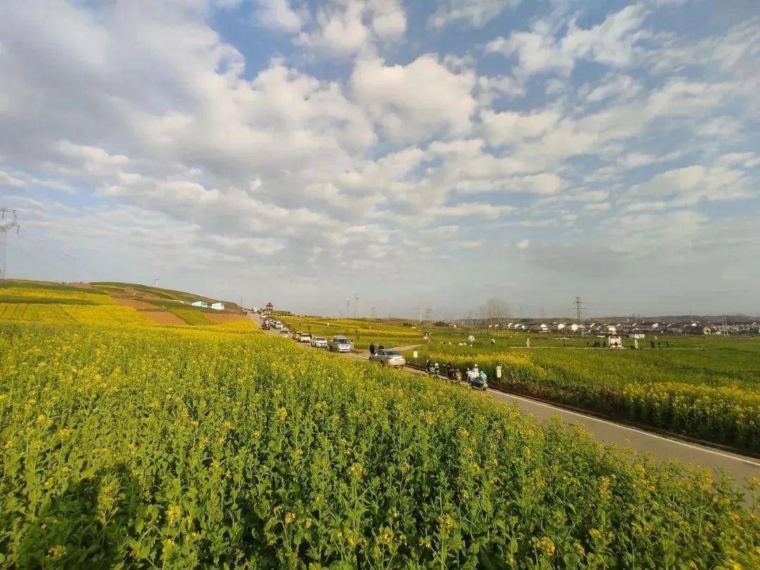 直击现场2024最美油菜花海主会场洋县各个观花点旅游环线情况播报