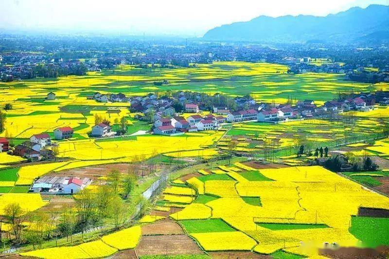 汉中油菜花节图片图片