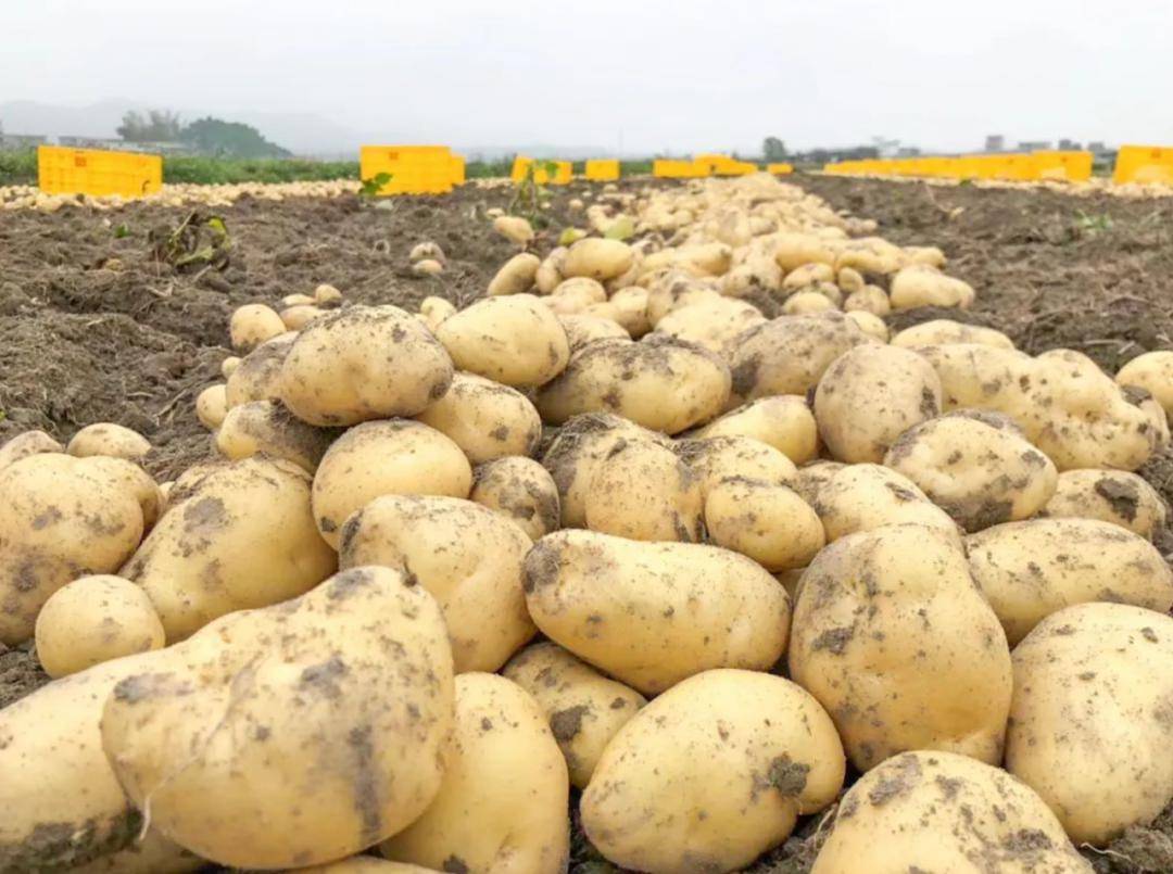 农业农村部选择这里作为马铃薯产业技术体系新品种新技术示范县,它也