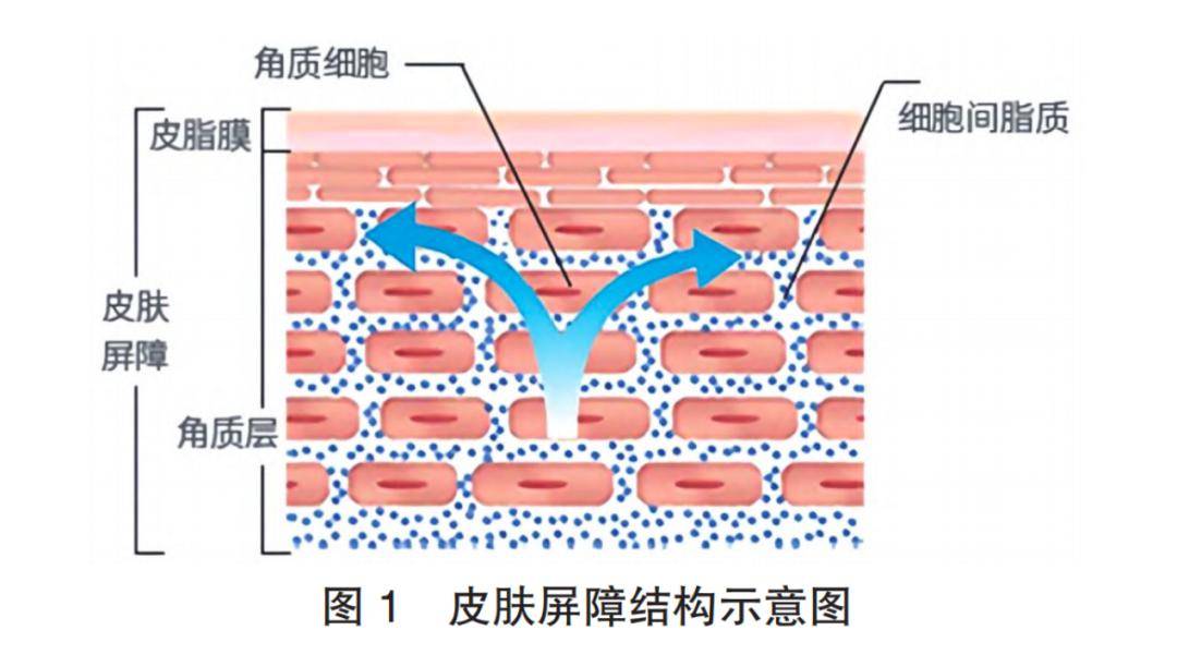 皮肤位于体表最外侧,有屏障,吸收,分泌及排泄等功能