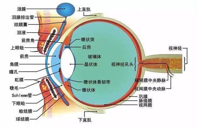 医学科普早产儿视网膜病变