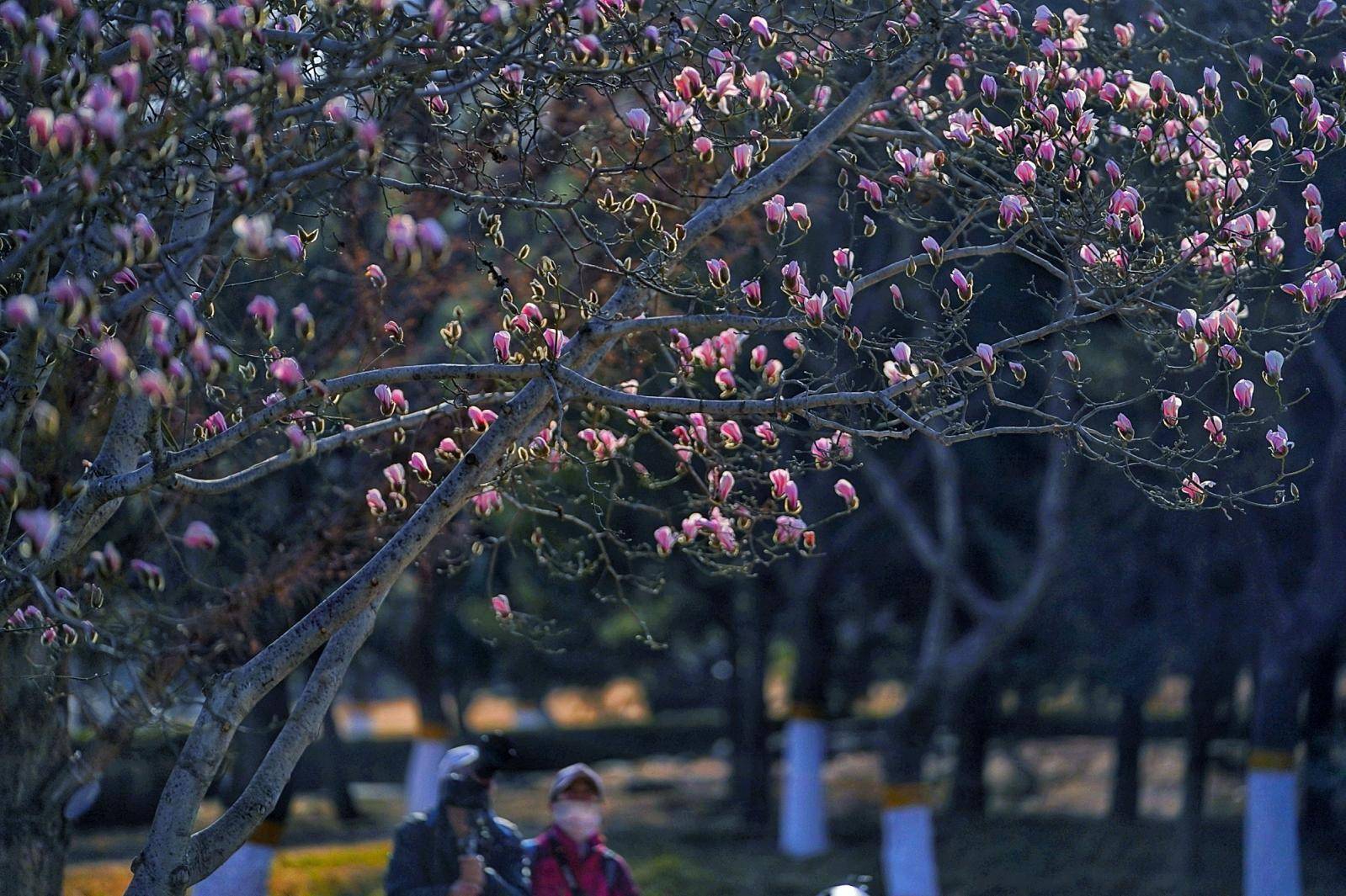 北京雕塑公园玉兰花图片
