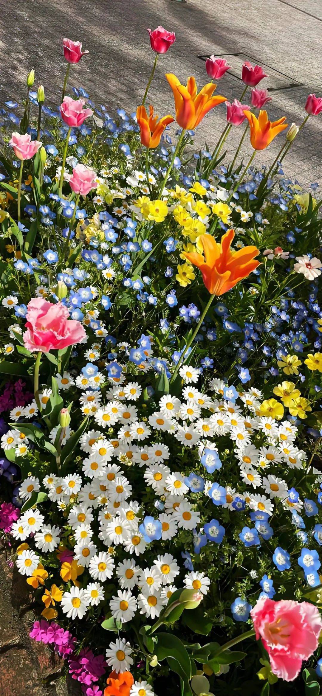 壁纸|春日小清新 锁屏壁纸