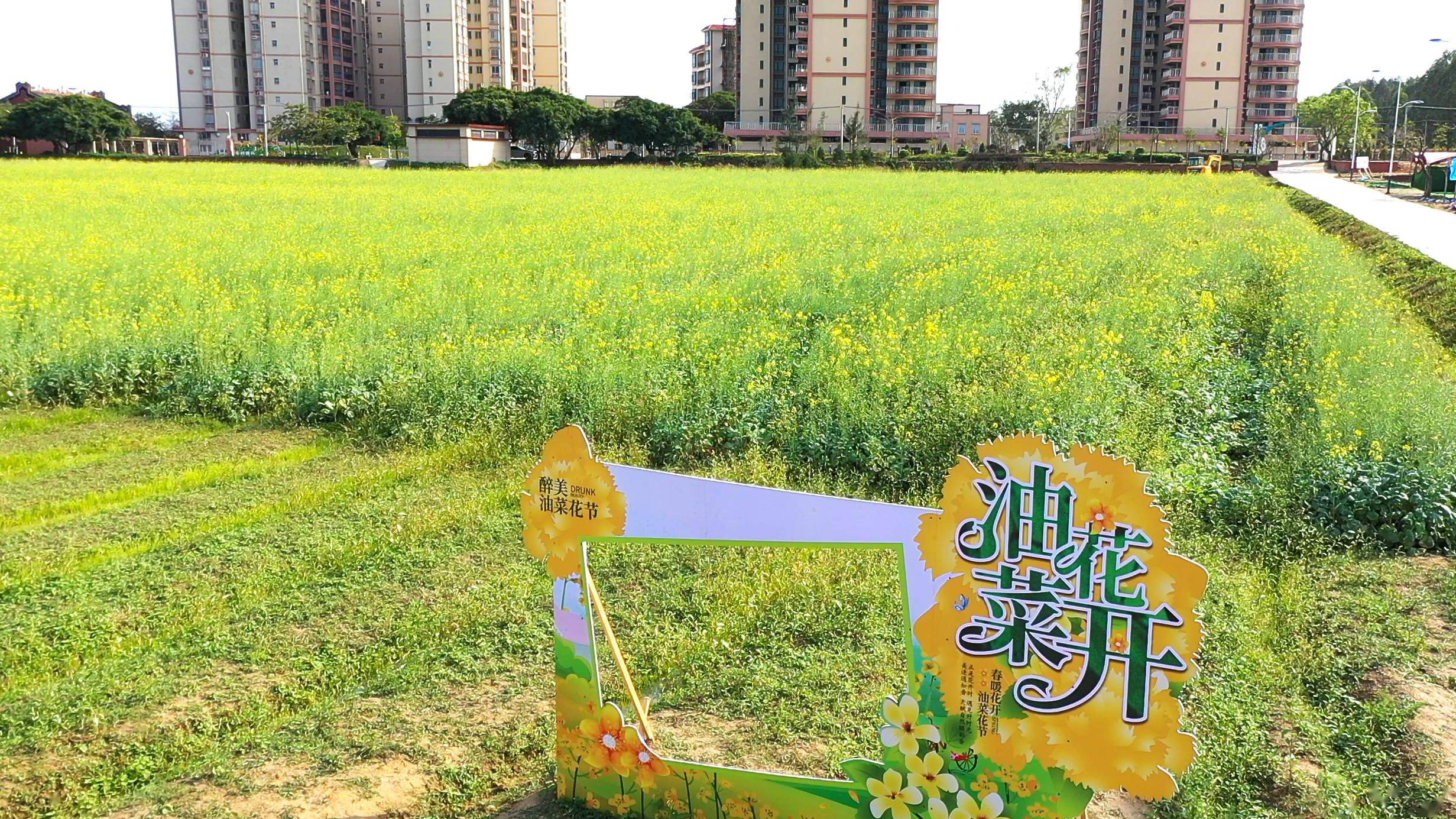 限定绽放的春日油画湛江这里的油菜花美成了海