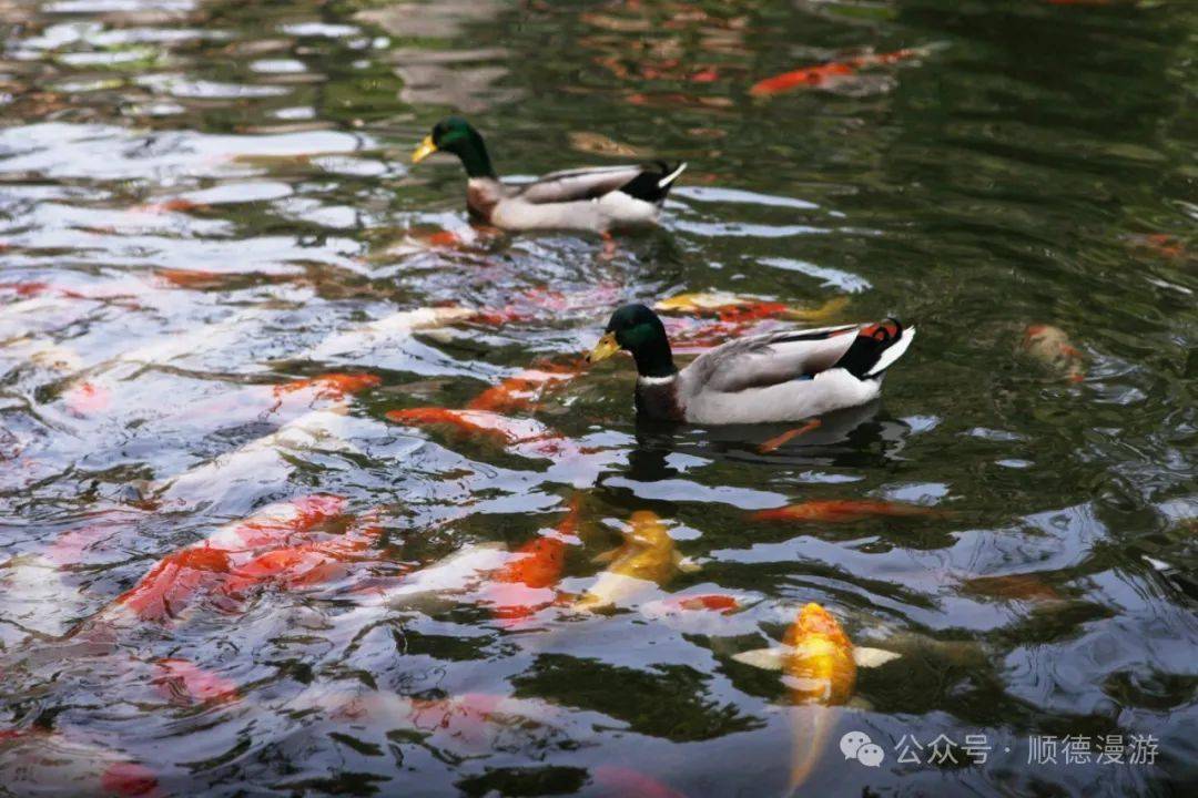 今日锦鲤龙门跃,明夜桃花落晚风.