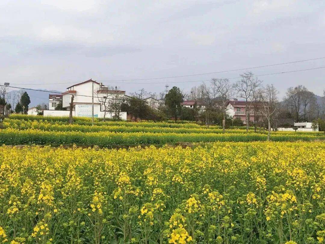 直击现场2024最美油菜花海主会场洋县各个观花点旅游环线情况播报