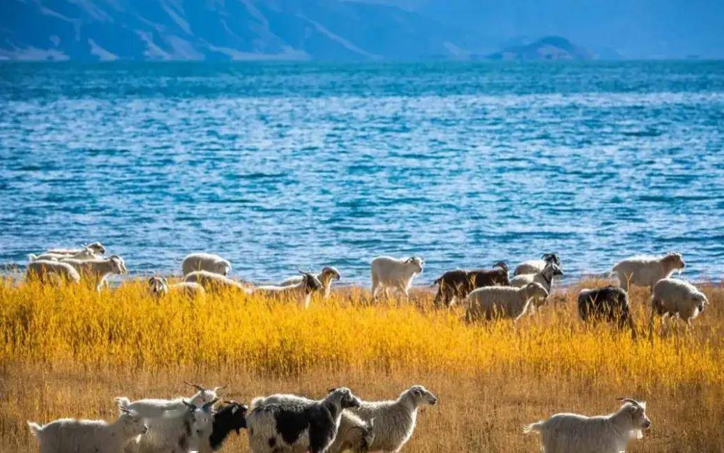 神奇的班公湖在中国的一侧水草丰茂在印度的另一侧却寸草不生
