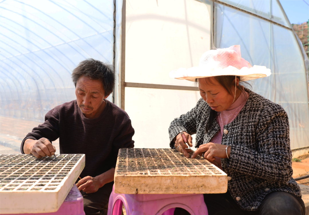 威宁麻乍镇春耕生产正当时烤烟育苗管护忙