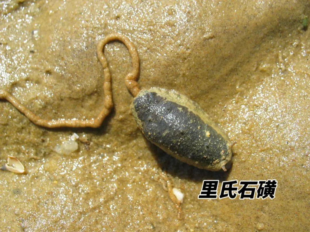 边吃边爬边拉的石磺是贝类,为什么却没有贝壳?