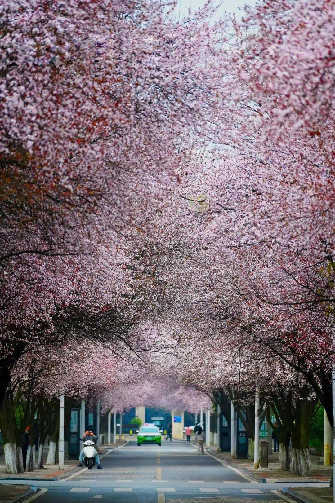 查家湾樱花大道图片