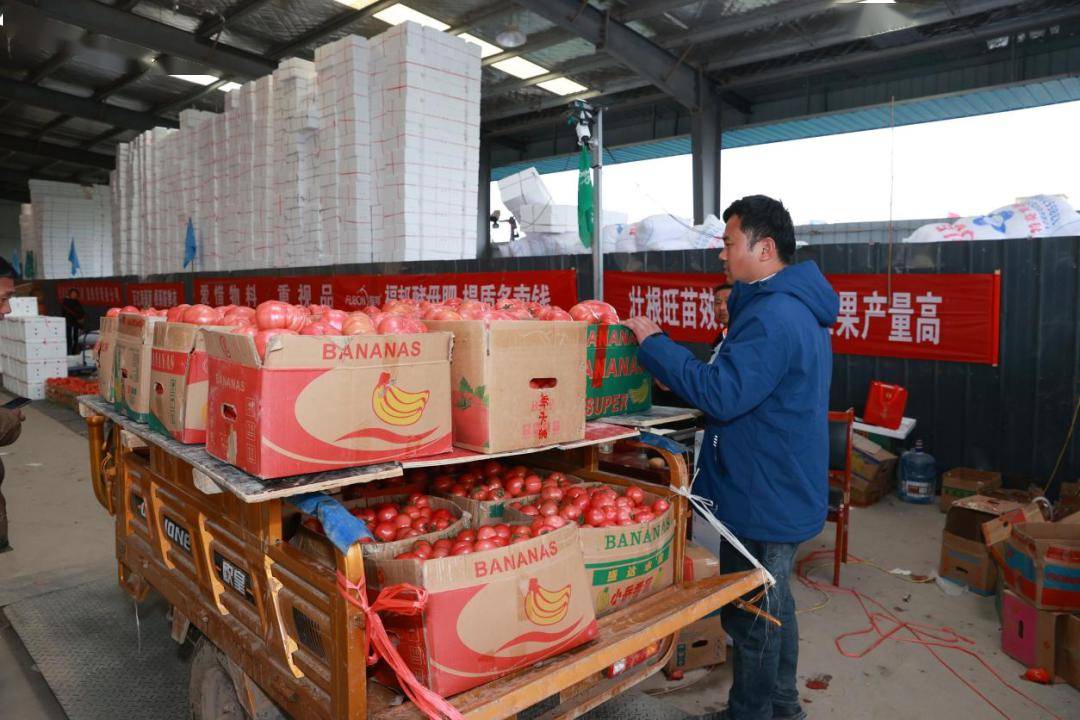 宿州市_凉拌西红柿_泗县